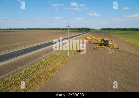 REGION KRASNODAR, RUSSLAND - 19. August 2015: Maschinenladungen von Zuckerrüben in Lkw, 2015 in der Region Krasnodar haben Rekordgetreideernte gesammelt - 102 Stockfoto