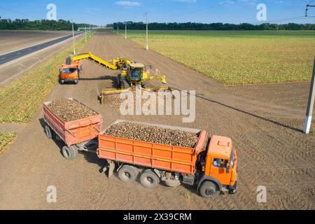 REGION KRASNODAR, RUSSLAND - 19. August 2015: Maschinenladung von Zuckerrüben in LKW nach Überlauf an sonnigen Tagen, 2015 in der Region Krasnodar erreichte der Ertrag Stockfoto