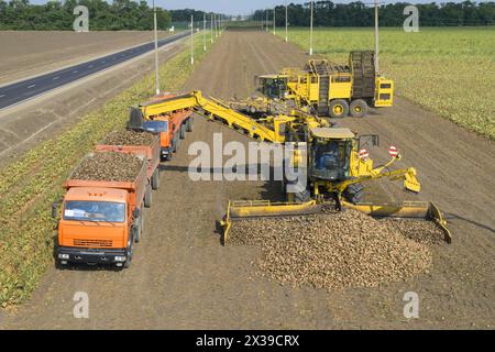 REGION KRASNODAR, RUSSLAND - 19. August 2015: Maschinenladungen von Zuckerrüben in Lkw auf dem Feld, 2015 in der Region Krasnodar wurden Rekordkornharv gesammelt Stockfoto