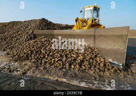 REGION KRASNODAR, RUSSLAND - 5. November 2015: Bulldozer schaufelt nach der Ernte Zuckerrübenhaufen, 2015 erreichte die Erträge in der Region Krasnodar ein Rekordniveau Stockfoto