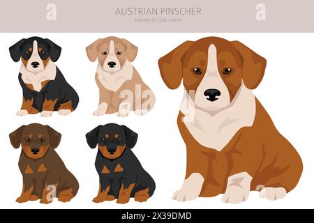 Österreichisches Pinscher-Welpen-Clipart. Verschiedene Posen, Fellfarben gesetzt. Vektorabbildung Stock Vektor