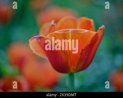 Orange Colofrul farbenfrohe Tulpe Nahaufnahme Stockfoto