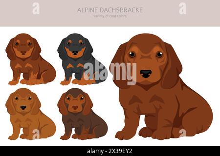 Alpine Dachsbracke Hündchen Clipart. Verschiedene Posen, Fellfarben gesetzt. Vektorabbildung Stock Vektor