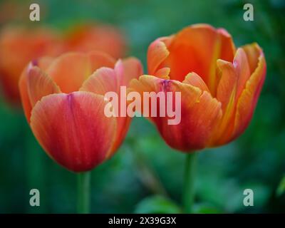 Orange Colofrul farbenfrohe Tulpe Nahaufnahme Stockfoto