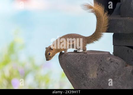 Wegerich oder dreifarbiges Eichhörnchen oder orientalisches Eichhörnchen, Callosciurus notatus, einzelnes Tier im Wald, Wat Thom, Thailand Stockfoto