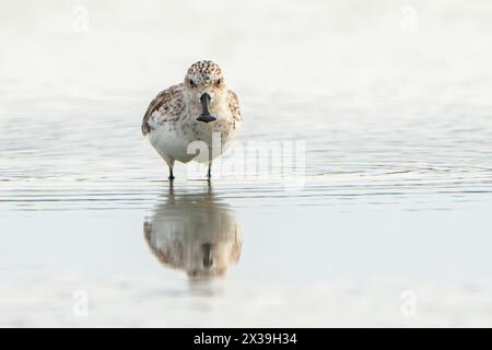 Sandfänger mit Löffelschnabel, Calidris pygmaea, einzelne Erwachsene Fütterung im Flachwasser, Khok Kham, Thailand Stockfoto