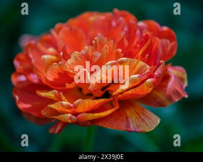 Colofrul farbenfrohe Tulpe aus nächster Nähe Stockfoto