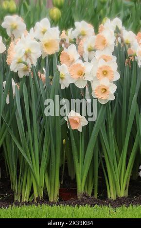 Narzissen blühen am 20. April 2024 in den Tulpengärten „BOLLENSTREEK“ in der Nähe von Amsterdam, Niederlande. (Foto von Action Foto Sport/NurPhoto) Credit: NurPhoto SRL/Alamy Live News Stockfoto