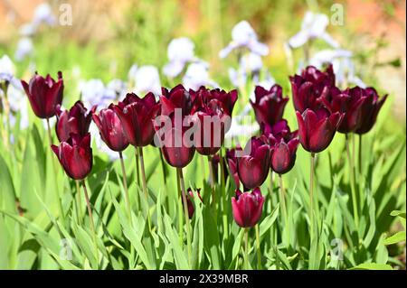 Satte tiefrote Frühlingsblumen der Triumph-Tulpe Jan Reus, die im britischen Garten im April wächst Stockfoto