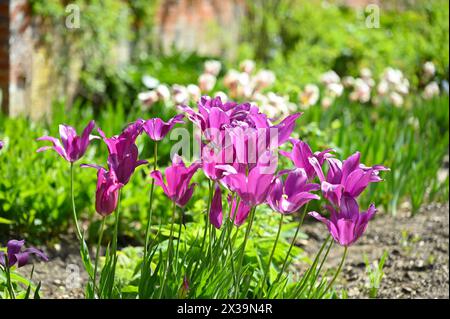 Lebhafte Frühlingsblumen von Lilienblüten Tulpe Purple Dream wachsen im britischen Garten April Stockfoto