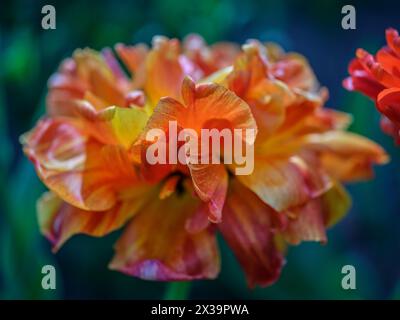 Colofrul farbenfrohe Tulpe aus nächster Nähe Stockfoto