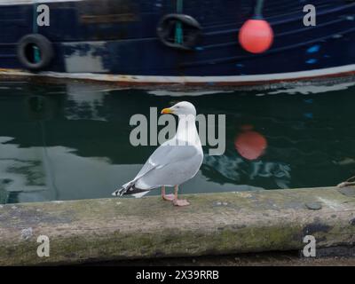 Nahaufnahme der Möwe an der Wand am Wasser, Eyemouth Fishing Harbour, Berwickshire, Schottland Stockfoto