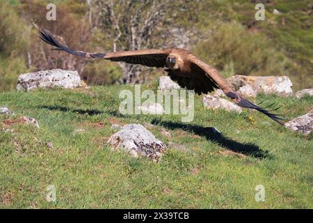 Gänsegeier landet auf dem Feld. Spanien. Stockfoto