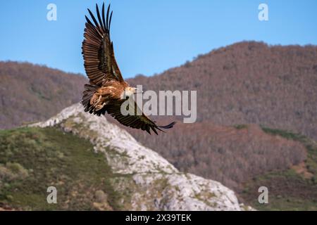 Gänsegeier landet auf dem Feld. Spanien. Stockfoto