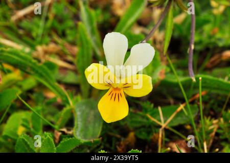 Nahaufnahme eines Sand- oder Dünen-Pansy 'Viola Tricolor Subsp. Curtisii ' gefunden in trockenem Sandrasen und in Sand und Dünensystemen, Blumen juni bis september Stockfoto