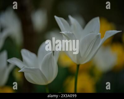 WEISSE Colofrul farbenfrohe Tulpe aus nächster Nähe Stockfoto