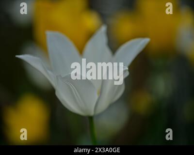 WEISSE Colofrul farbenfrohe Tulpe aus nächster Nähe Stockfoto