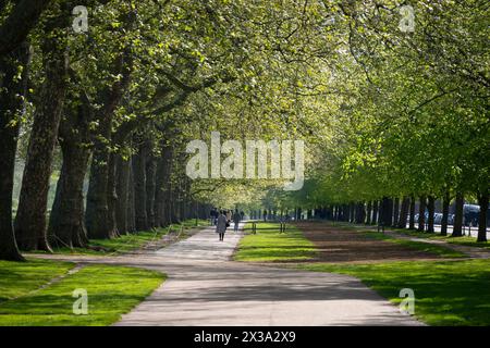 Avenue of London Plane Trees im verfleckten Sonnenlicht, Hyde Park am 25. April 2024 Stockfoto