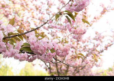 Rosafarbene, zarte Blüten der japanischen Kirschblüte, Nahaufnahme Stockfoto