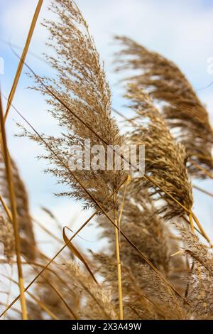 Trockenes Schilf wiegt im Wind. Braunes Pampasgras vor blauem Himmel. Wild wachsende Pflanzen. Vertikales Foto mit Makrocharakter. Natürliche Federn wie Gras. Stockfoto