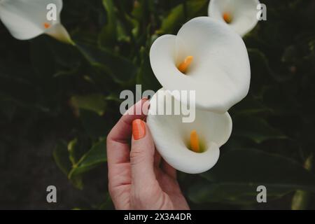 Weiß blühende Aarlilien in weiblicher Hand mit Orangenmaniküre. Ein Gärtner, der grüne Pflanzen im Frühlingsgarten anbaut und pflegt. Blumenschönheit. Stockfoto