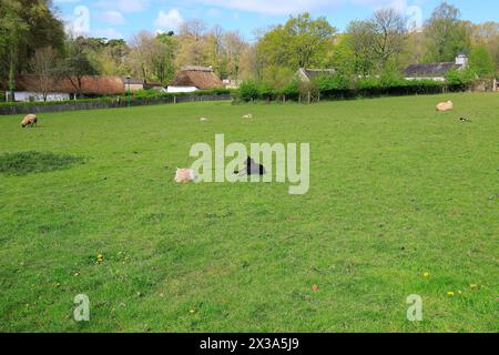 Lämmer auf einer Weide, St. Fagan's National Museum of History. Vom April 2024. Stockfoto