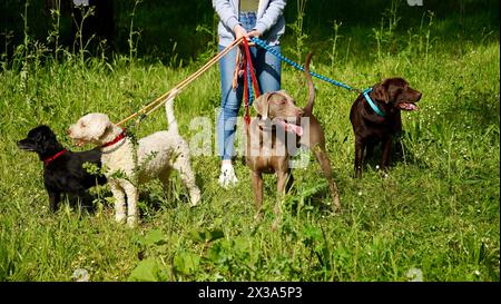 Eine nicht erkennbare Person, die eine große Gruppe von Hunden an der Leine im Park führt. Stockfoto