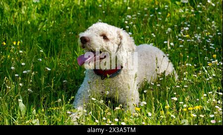 Porträt des süßen weißen Lagotto Romagnolo Welpen in einem grünen Gras mit gelben und weißen Blumen im Frühling Stockfoto