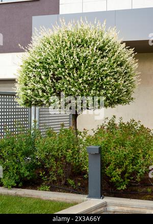 Japanische Weide, Salix integra, 'Hakuro-Nishiki', Weidenbaum, Baum, städtisch, Vegetation, Flora, Wohnen, Garten im Hinterhof, Variegate Stockfoto