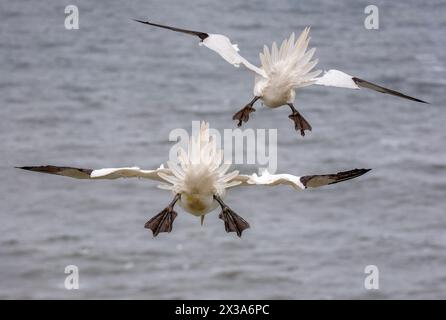 Eine Rückansicht zweier Tölpel, Morus bassanus, die am Himmel an den Bempton Cliffs in East Riding, Yorkshire, Großbritannien schweben. April 2024 Stockfoto