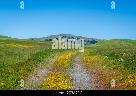 Coyote Ride Open Space Stockfoto