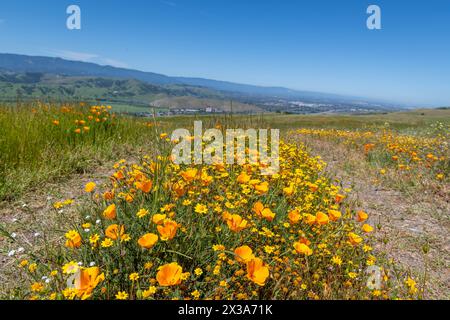 Coyote Ride Open Space Stockfoto