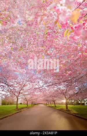 Kirschblütenbäume, Bispebjerg Friedhof, Kopenhagen, Dänemark. Stockfoto