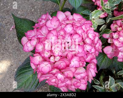 Eine atemberaubende Nahaufnahme eines üppigen Hortensie-Blumenkopfes, der mit dicht gewachsenen, leuchtend rosa Blütenblättern platzt, die eine volle, abgerundete Form schaffen. Das tiefe g Stockfoto
