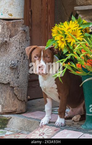 Ein Hund saß neben einem Eimer Blumen in der Tür eines kleinen Blumenhandels in einer Seitenstraße in Zentral-Havanna, Kuba. Stockfoto