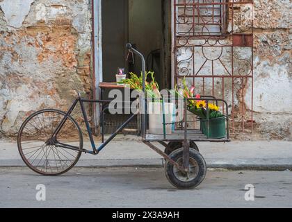 Eimer mit Blumen auf einem Lieferzyklus vor einem kleinen Blumenhändler in einer Seitenstraße in Zentral-Havanna, Kuba. Stockfoto