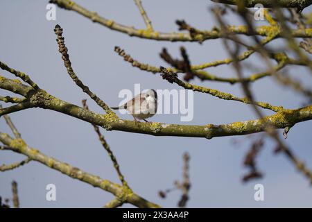 Gewöhnliches Weißbrot, das im Frühjahr auf einem Zweig thront, Cambridgeshire, Großbritannien Stockfoto