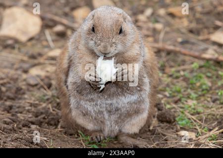 Porträt eines Murmelschweins (Marmota monax), der ein Stück Futter isst Stockfoto