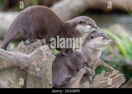 Porträt eines Paares asiatischer Klauenotter (Amblonyx cinerea) auf einem Baumstamm Stockfoto