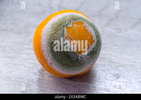 Beschädigung einer Orange durch Schimmelsporen, verrottetes Orange auf einem Tischhintergrund. Stockfoto