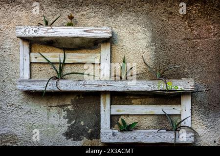 aloe Pflanzen in einer einzigen Vase aus Paletten gepflanzt Stockfoto