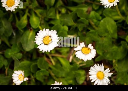 Nahaufnahme von Gänseblümchen Blumen Stockfoto