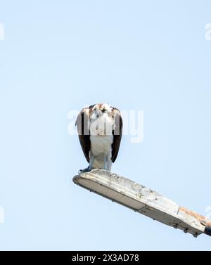 Osprey stand auf der Parkplatzbeleuchtung Stockfoto