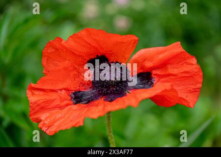 Lebendiger roter orientalischer Mohn, der im Garten wächst. Stockfoto