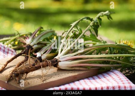 Ganze Löwenzahnpflanzen mit Wurzeln und Blumen auf einem Tisch draußen im Garten Stockfoto