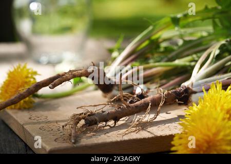 Ganze Löwenzahnpflanzen mit Wurzeln und Blüten im Sonnenlicht, Nahaufnahme Stockfoto