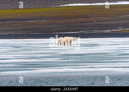 Eisbär mit Tracking Collar auf dem Eis auf den Svalbard Inseln Stockfoto