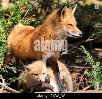 Porträt von Mutter Rotfuchs und ihrem Baby im Wald, Kanada Stockfoto