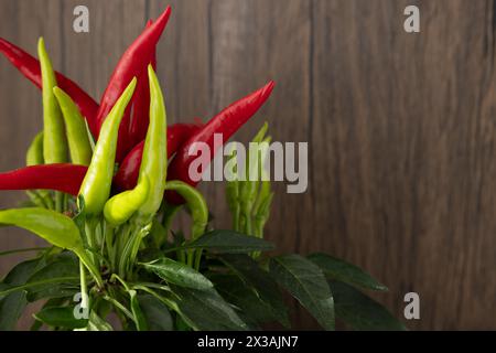 Pflanzen Sie mit heißen Chilischoten in grünen und roten Farben mit einem Holzhintergrund Stockfoto