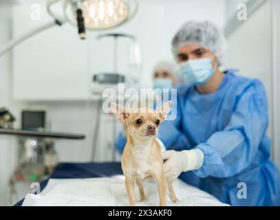 Chihuahua mit verbundenem Bauch wartet auf Chirurgie in der Tierklinik mit Tierärzten Stockfoto